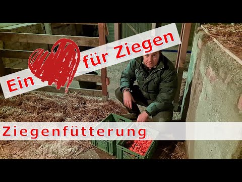 , title : 'Ein Herz für Ziegen! Fütterung mit Pferdemüsli, Futtermöhren, Rote Beete und Futterrüben'