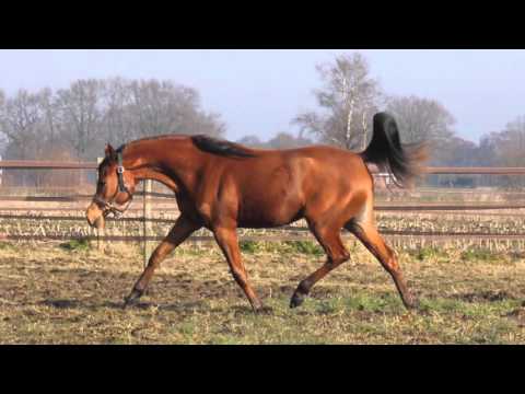 ZK Nadonna video april 2016