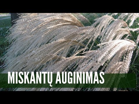 kaip prekiauti oex pasirinkimo sandoriais įmonių diversifikavimo strategija
