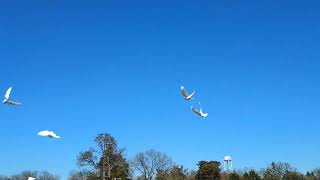 White Dove release for Gene Provenzano in Paris TX with Fry-Gibbs Funeral Home.