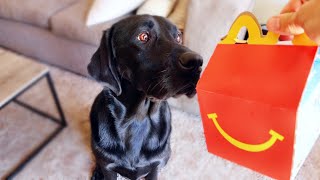 MY DOG TRIES HIS FIRST MCDONALD'S HAPPY MEAL!!