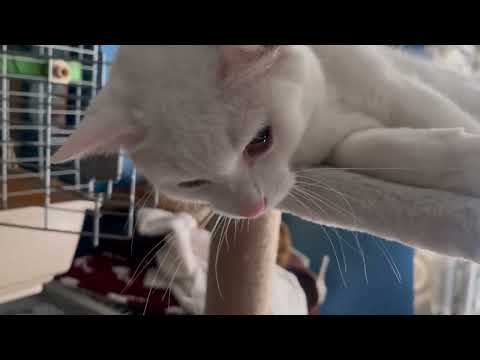 Should I Throw My Cats Away?? | Episodes 50-54