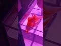 My Goldfish Is Dead Na Goldfish