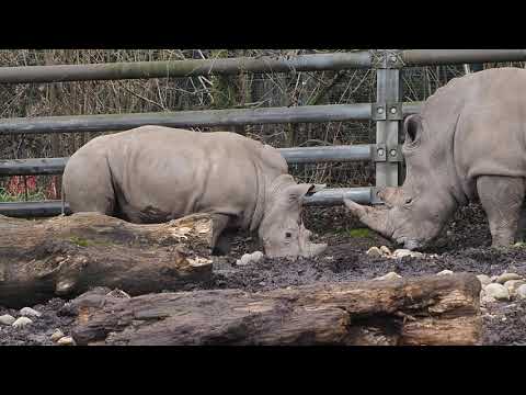 Nashorn Willis letzter Kampf 17.03.2021