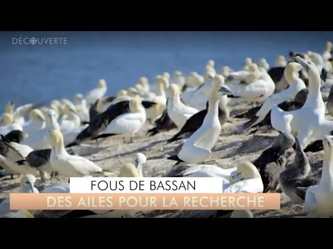 Découverte | Fous de Bassan : des ailes pour la recherche
