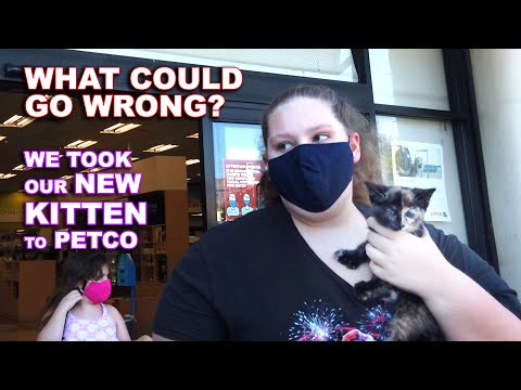 Taking Our New Pet Kitty Cat Kitten to Petco