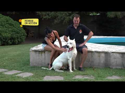 “Perros en acción”  Programa Nº 343 Bloque 1