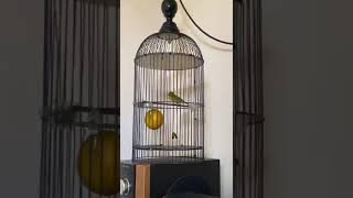 Download lagu PLECI DEWA AMOR Tembakan Ngerii !!Milik Bos Muda Mr.Pande Bagus Pleman Tabanan Bali !! mp3