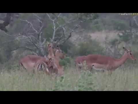 March 17, 2017- Large Herd of Impalas & THE RUT IS COMING