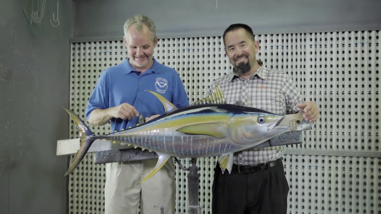 Species Identification | Yellowfin Tuna