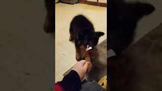Video preview image #3 German Shepherd Dog Puppy For Sale in TORONTO, OH, USA