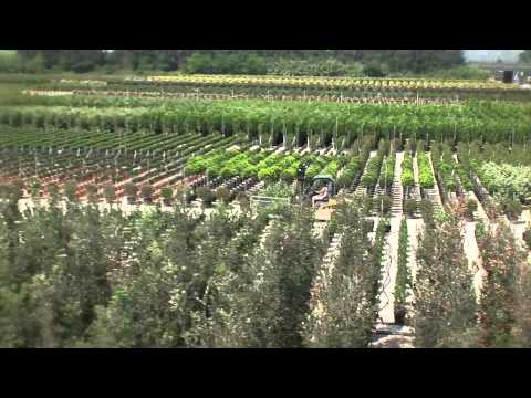 Giorgio Tesi Group Azienda