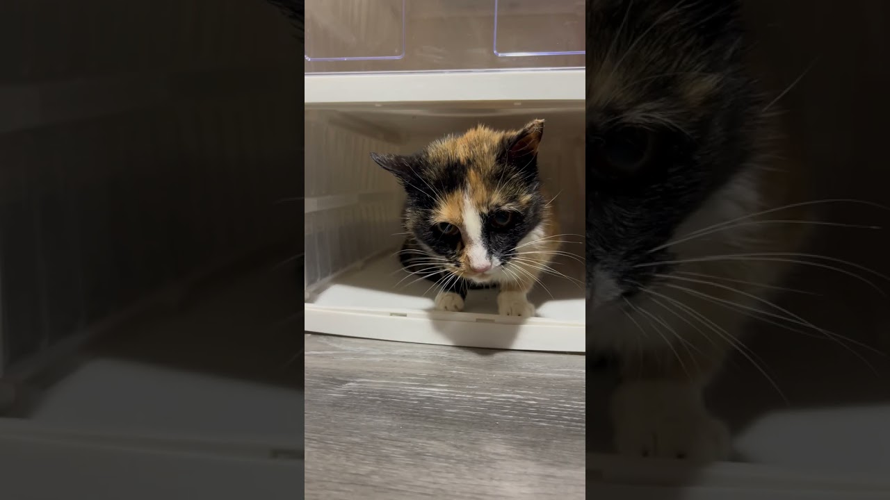 Enlarge May, a Adoptable Domestic Short Hair in New York, NY video 6/6