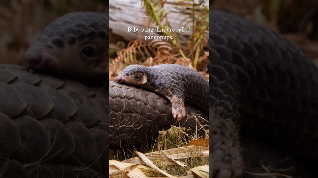 #pangolins