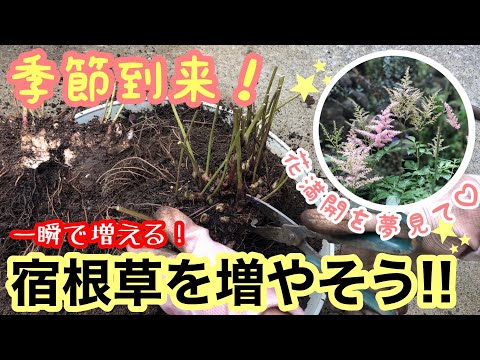 ピンクのアスチルベ