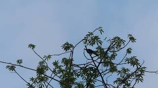 Download lagu Burung Magpie Robin menyerang seekor Gagak. mp3 Download lagu Burung Magpie Robin menyerang seekor Gagak. mp3