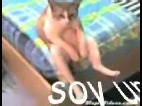 SOY UN GATO Arturo Rey