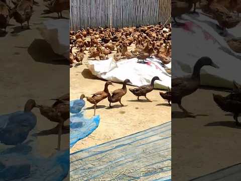 Duck#animals #viral #cute #duck#Hash#amazing #Chicken#shorts #funny #short