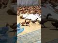 Duck Animals Viral Cute Duck Hash Amazing Chicken Shorts Funny Short