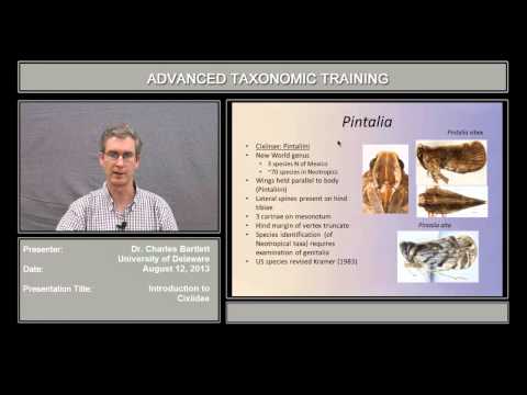 Fundamentals of Cixiidae identification