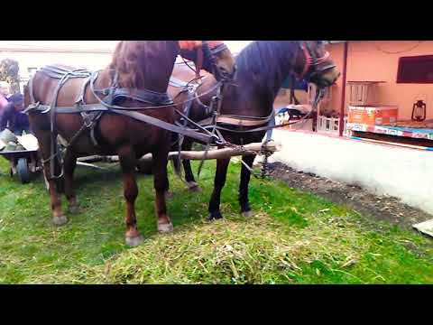 Cai  rasă semigreu românesc (2017)