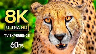 ANIMAL LIFE TV – WILDLIFE & CUTE ANIMAL 8K ULTRA HD 60FPS - Dolby Atmos 4K TV
