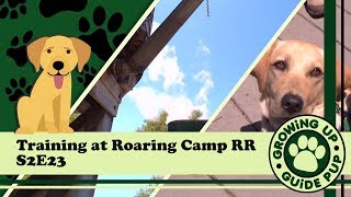 Service Dog Training at Roaring Camp RR S2E23
