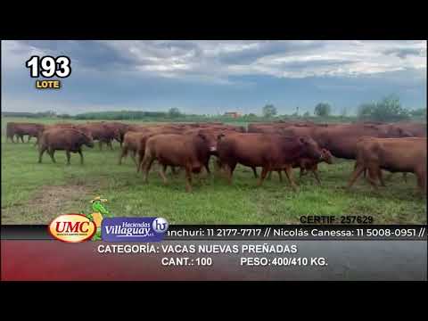 Lote 100 Vacas nuevas C/ gtia de preñez en Classon, Santa Fe