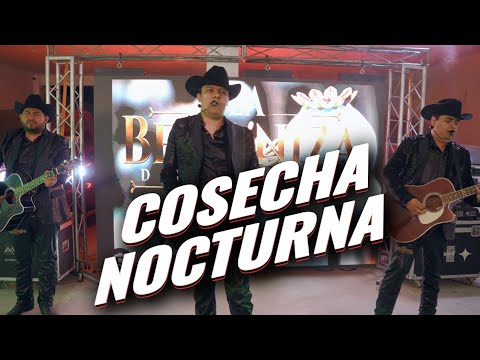 La Bertiniza De Culiacan - Cosecha Nocturna (En Vivo)