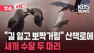 산책길에 발견된 귀요미들