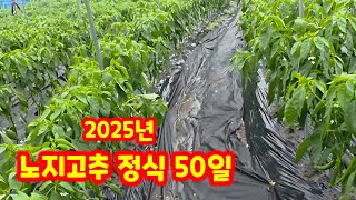 오가농원고추밭 노지 정식 50일 칼탄에이스 [고추재배방법]