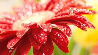 Herb Alpert and The Tijuana Brass - Rise