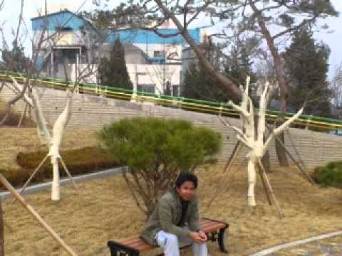 majapahit band selembut salju