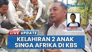 2 Bayi Singa Afrika Lahir di Kebun Binatang Surabaya, Walkot Eri Cahyadi : Namanya Segera Diumumkan