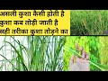 असली कुशा जिसके बिना पूजा है अधूरी कैस