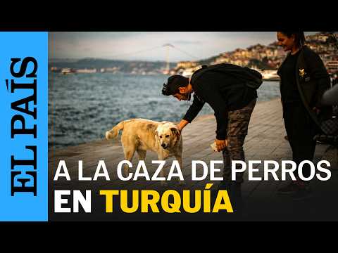 TURQUÍA: A la caza del perro callejero en Estambul | EL PAÍS