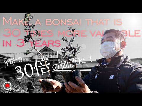 バージニアジュニパーについて詳しく解説