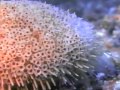 Deep Sea Dive It S In The Way You Move