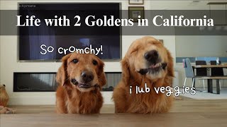 Realistic days of my life with 2 goldens | bathing two goldens at home, sahdm, my dogs sees Peacock!