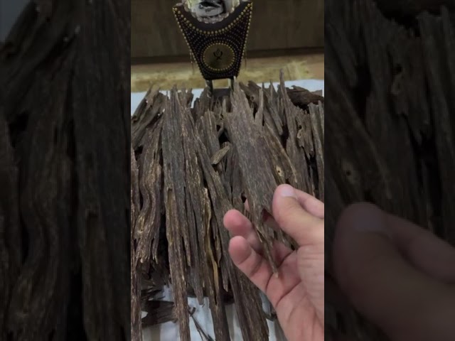 عود مينبوري تربل سوبر - الطيب الأصيل