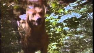 The Pack Trailer 1977