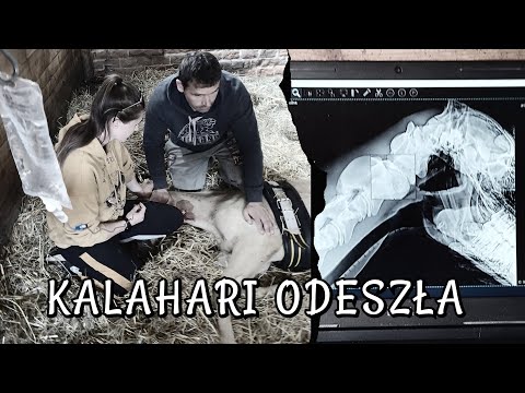 WALCZYLIŚMY DO KOŃCA - KALAHARI