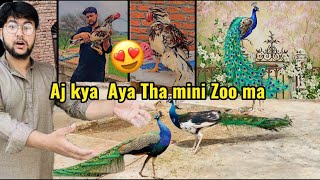Aj Mini Zoo Ma Kya aya Tha 😍😱🦚🦚