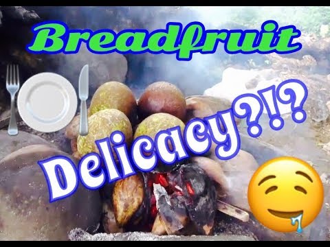 VLOG: Roasted Breadfruit: St. Vincent and the Grenadines style.