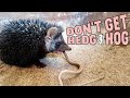 Don't Get Hedgehog Until You Watch This! | Reasons Not To Get a Hedgehog