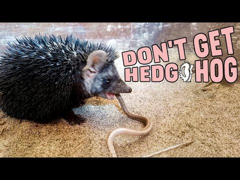 Don't Get Hedgehog Until You Watch This! | Reasons Not To Get a Hedgehog