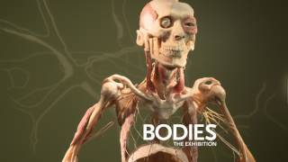 Bodies The Exhibition - Las Vegas