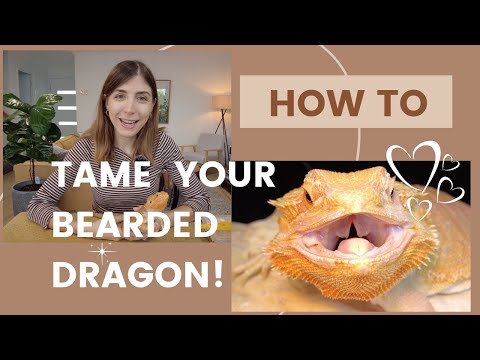 How to Tame Your Bearded Dragon and Build Trust - In-Depth Step-by-Step Guide