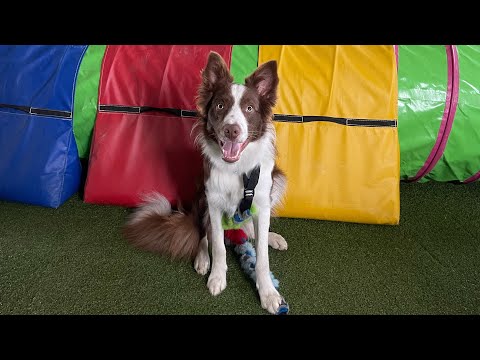 Agility training I Dream