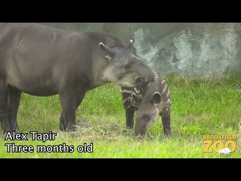 Tapir Thursday: The First Six Months of Alex Tapir